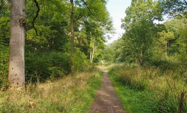 Woodland path