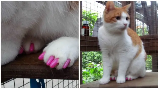 Cat with pink nails