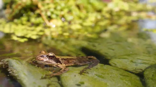 Pond