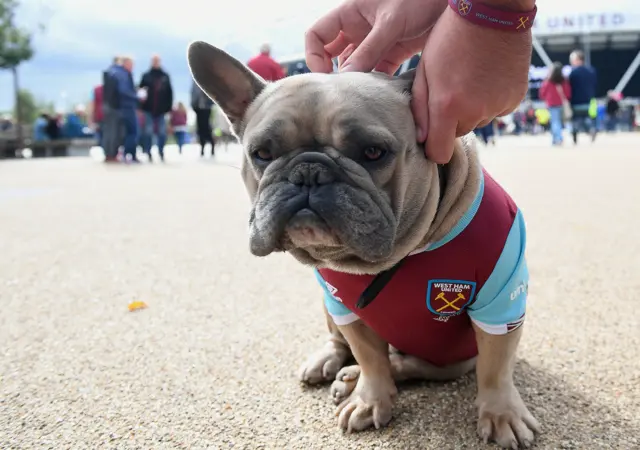 A dog at West Ham