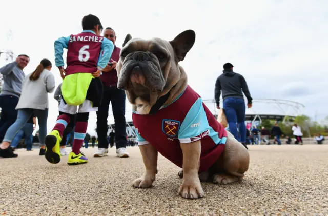 West Ham dog