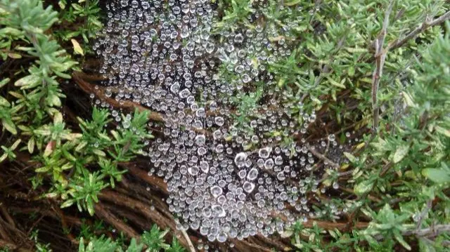 Rain on cobwebs