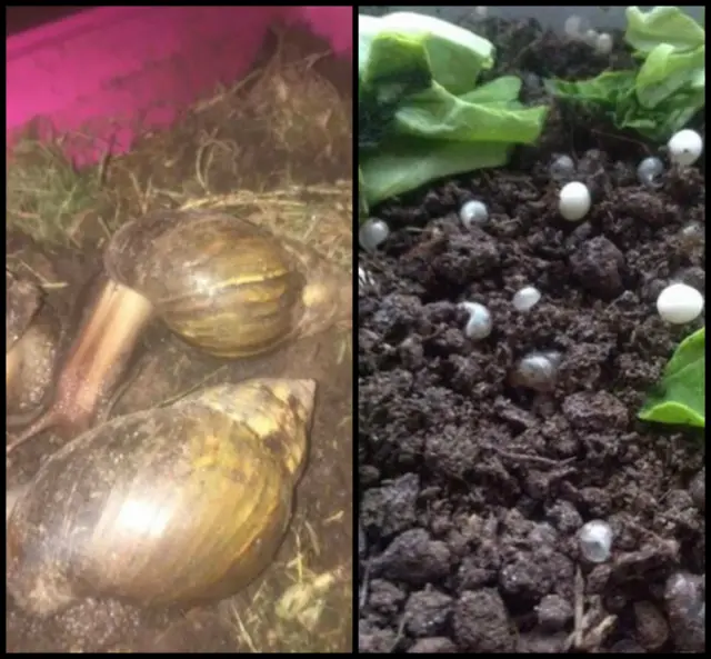 African Land Snails and eggs