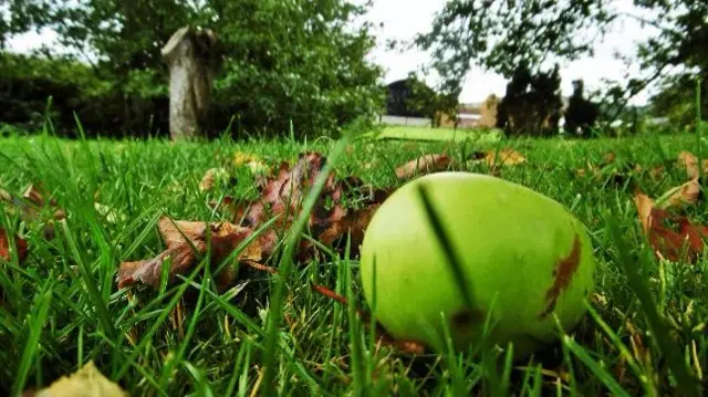 Apple in grass