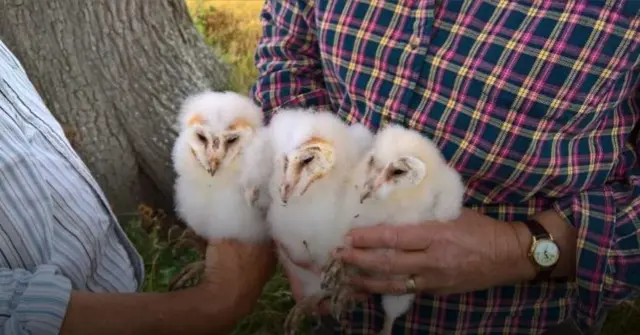 Baby owls