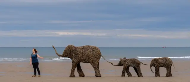 Beach elephants