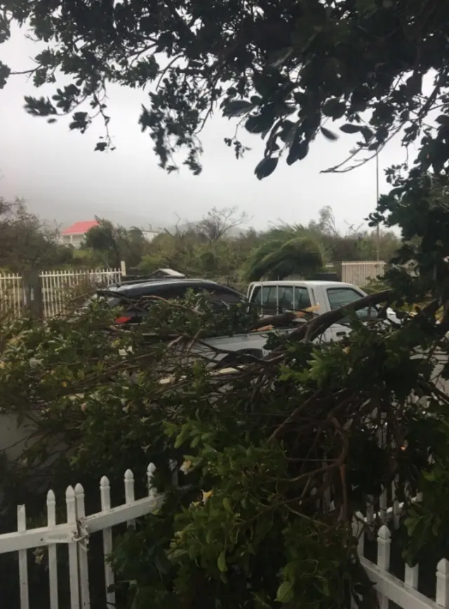 Fallen trees on the island of Sint Eustatius, part of the Caribbean Netherlands