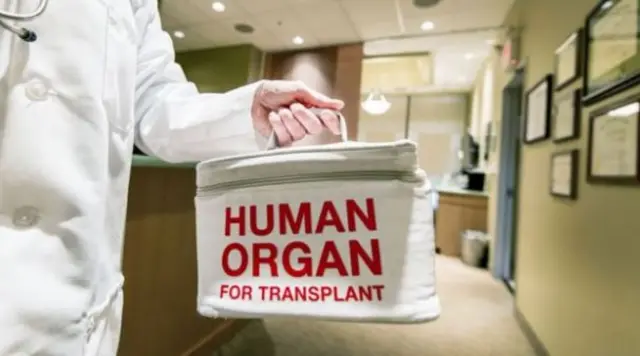 Human Organ box