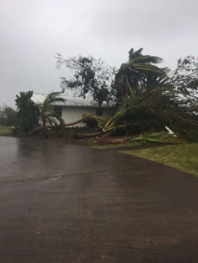 Fallen trees on the island of Sint Eustatius, part of the Caribbean Netherlands