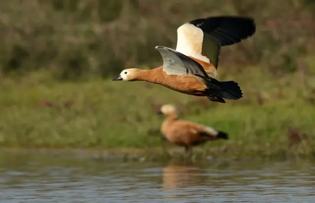 Ruddy shelduck