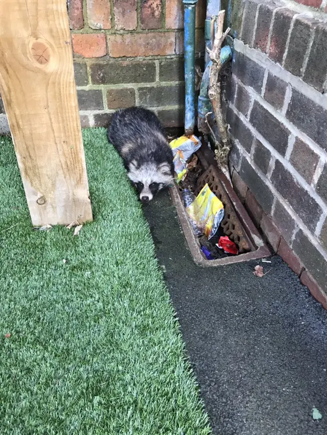 raccoon dog at the school playground