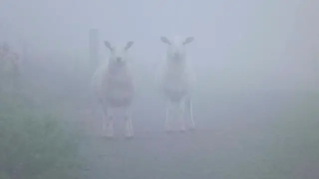 Sheep in fog