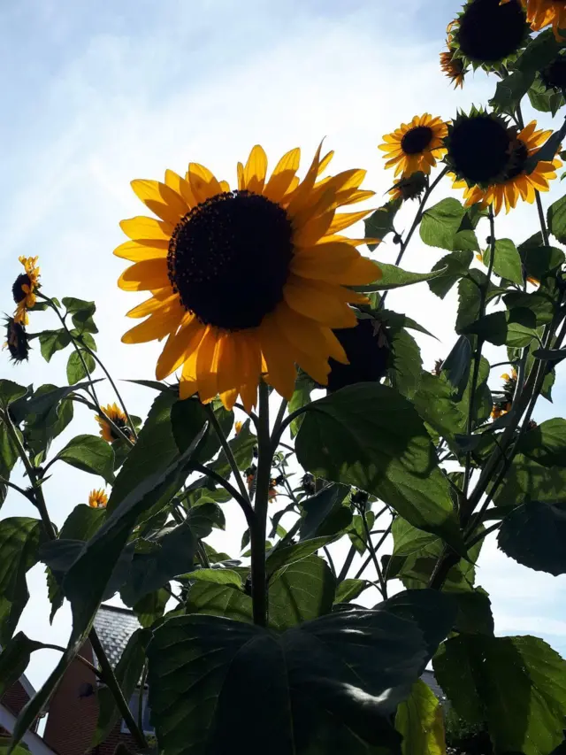 Multiple heads on a sunflower