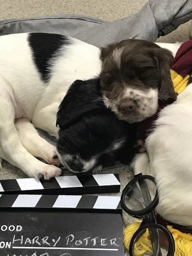 Puppies sleeping with a pair of Harry Potter-like spectacles