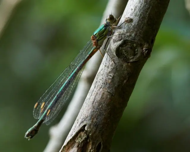 Willow emerald damselfly perched on a twig