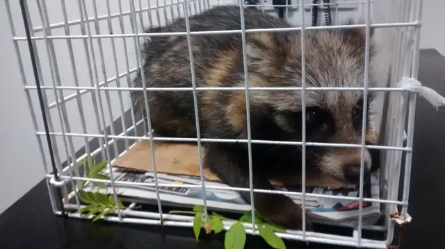 raccoon dog in RSPCA care