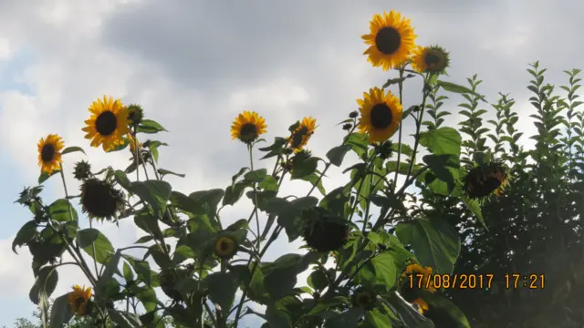 Multiple heads on a sunflower