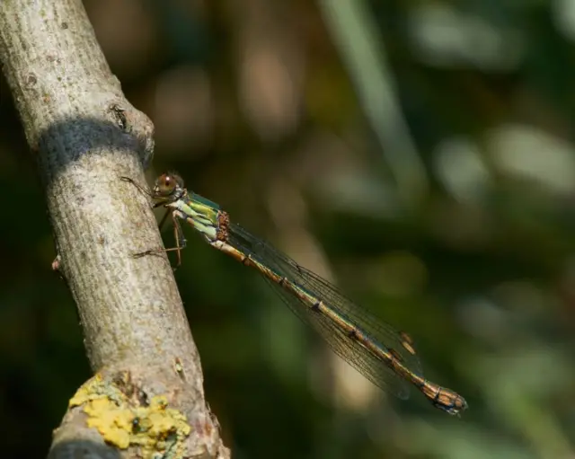 Willow emerald damselfly perched on a twig