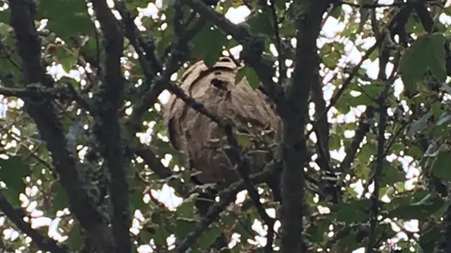 Hornet's nest found in Torteval