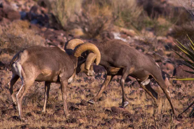 Two rams locking horns