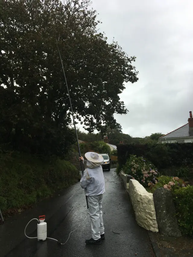 Insecticide being applied to nest