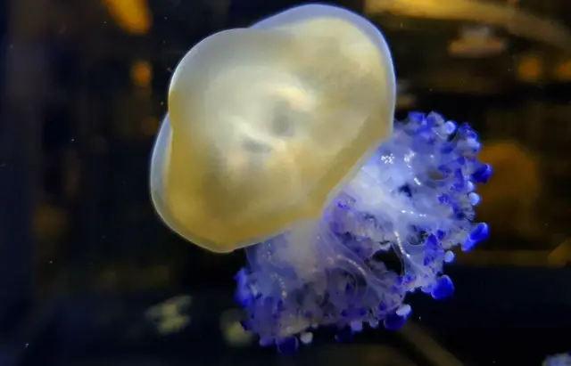 Mediterranean jellyfish