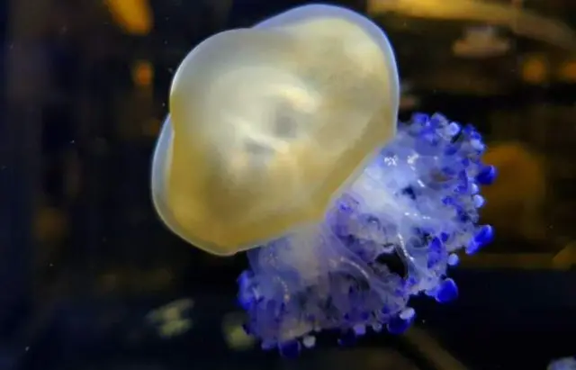 A baby Mediterranean jellyfish