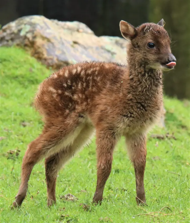 Deer. Pic: Newquay Zoo/Miriam Haas