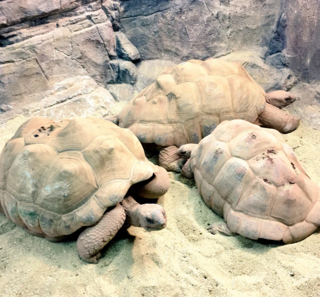 giant tortoises