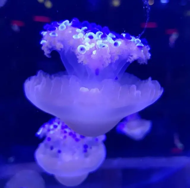 Mediterranean jellyfish glowing purple.