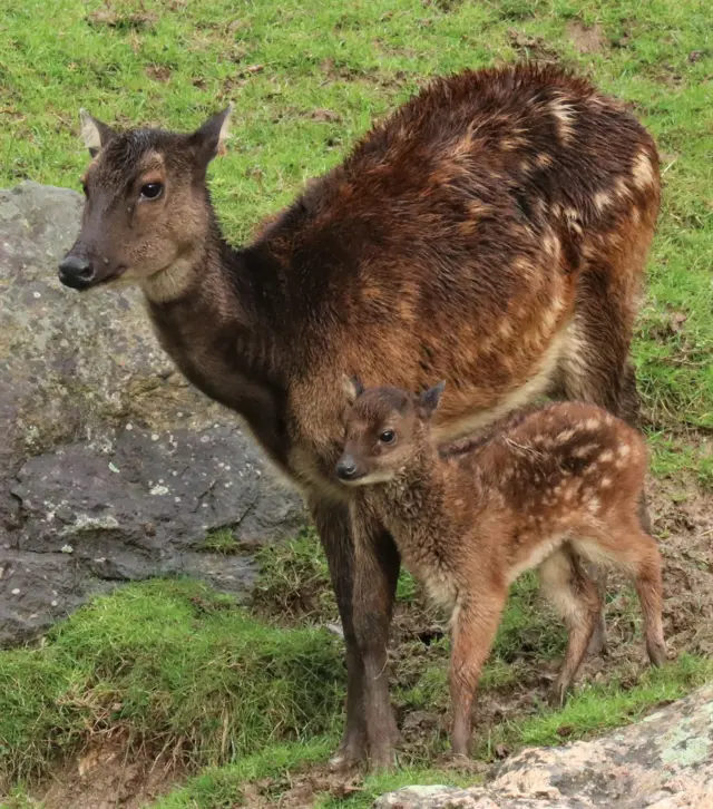 Deer. Pic: Newquay Zoo/Miriam Haas