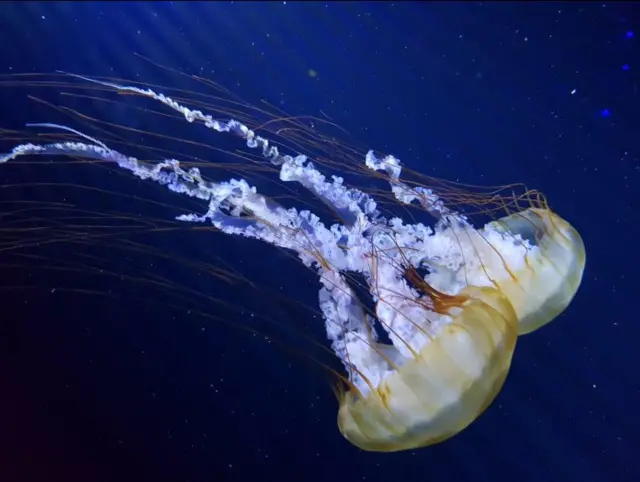 The Pacific Sea Nettle.