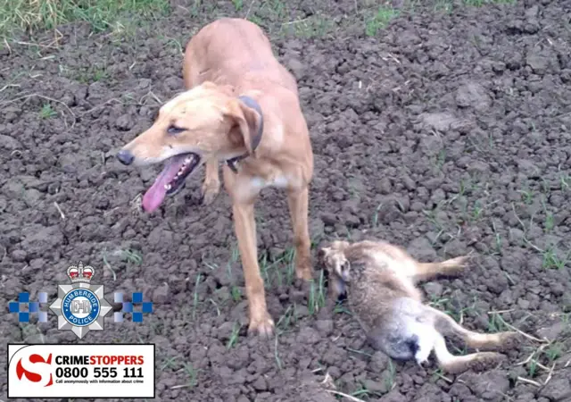 A dog with a dead hare on the ground next to it.