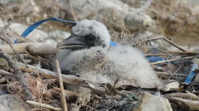 A baby bird with plastic around its neck.