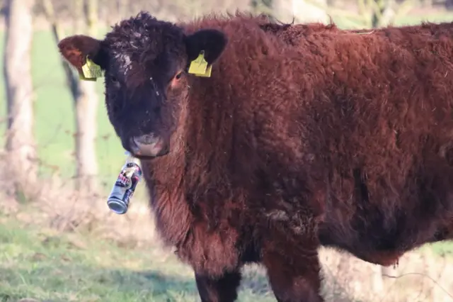 beer can cow