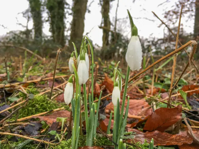 snowdrops