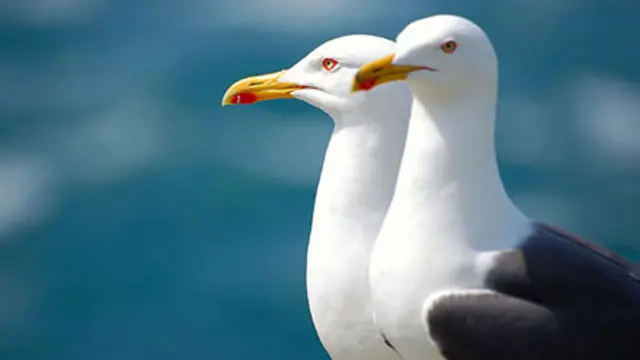 Two gulls