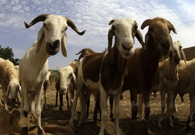 Goats for sale are on display at a livestock market in the Sudanese capital Khartoum on September 29, 2014