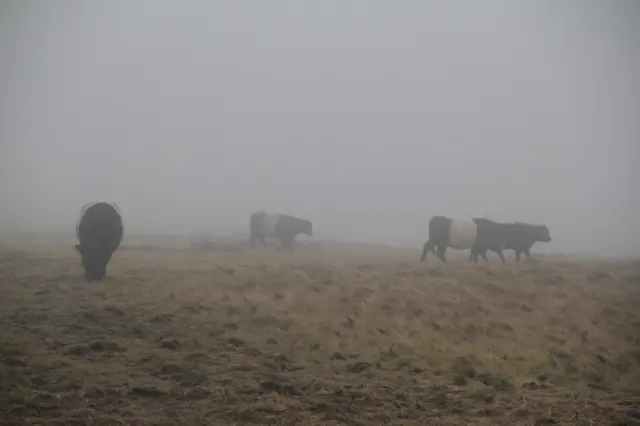 Cows in the mist at Stanage Edge