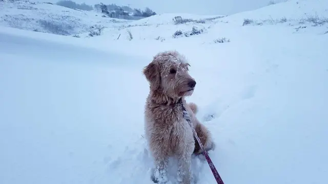 Dog in the snow