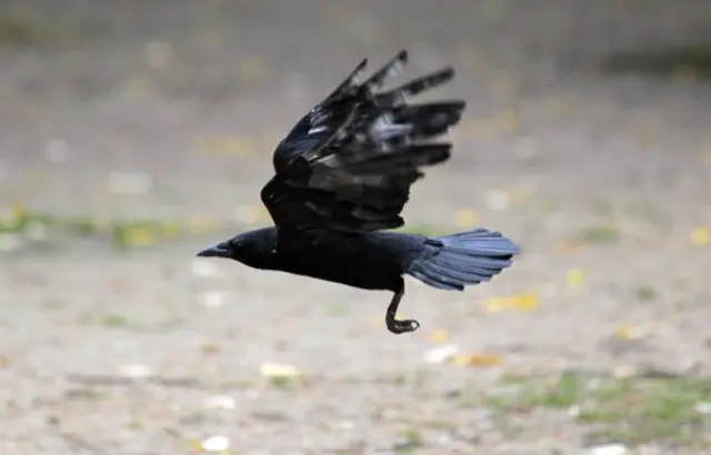 A crow flies near les Invalides in Paris on October 5, 2010.