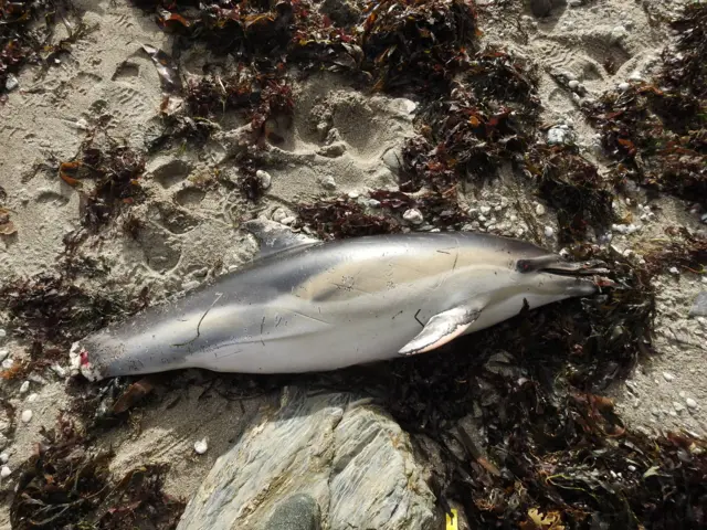 Dead short-beaked common dolphin