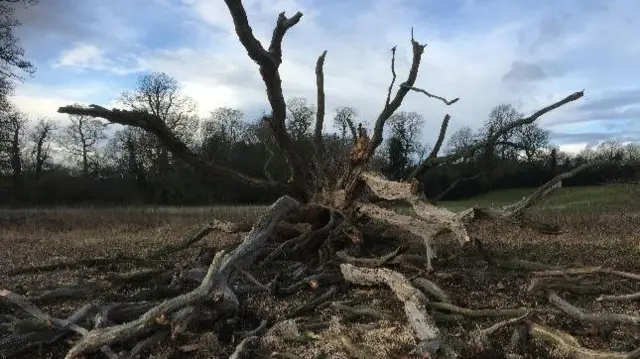 Tree down in Staffordshire