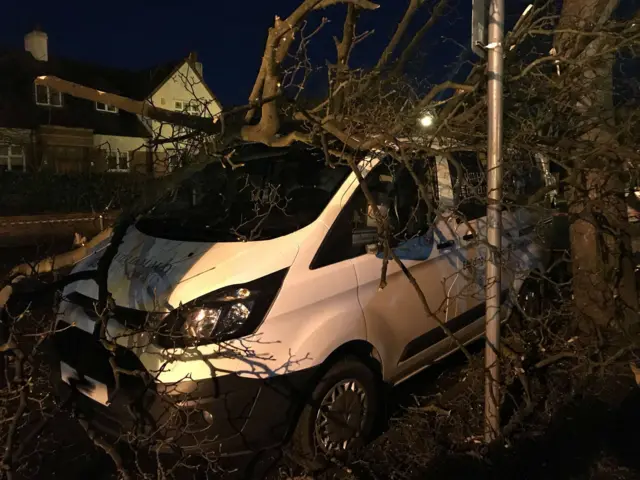 Tree on van