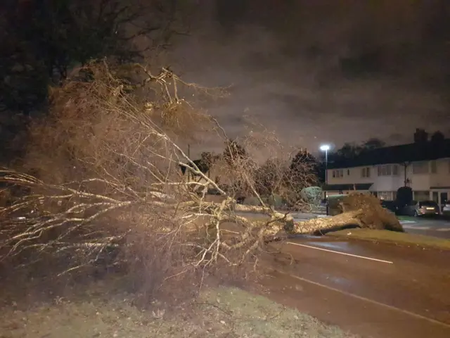 Fallen Tree