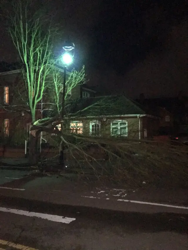 Fallen tree