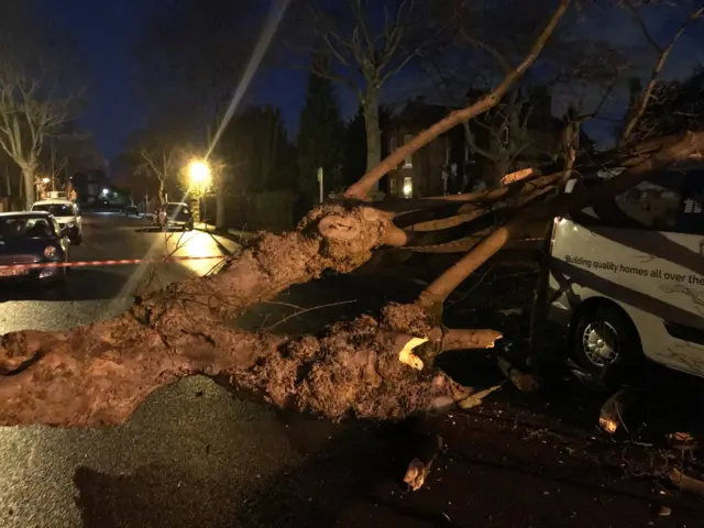 Fallen tree in Beeston