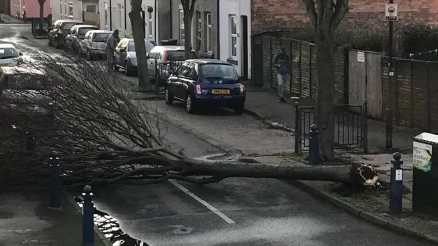 Tree down on Festus street in Netherfield