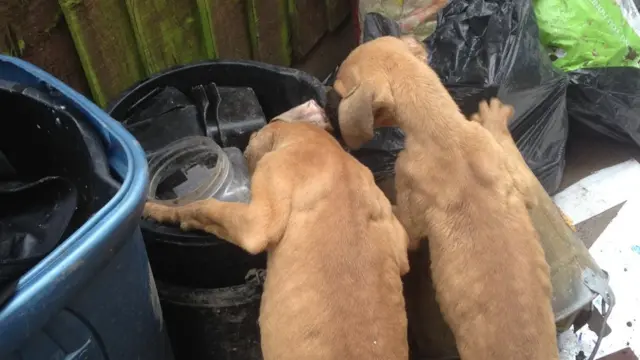 Puppies looking for food in bin at house