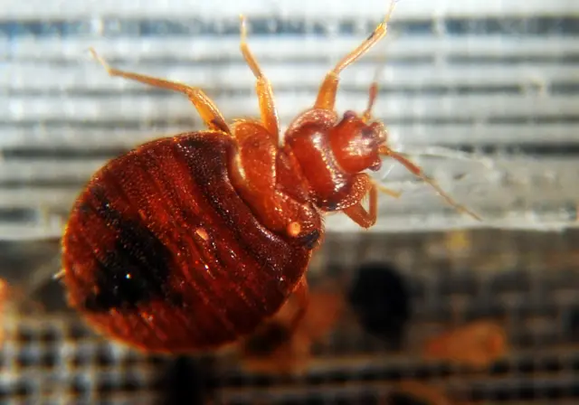 Bed bugs crawl around in a container on display during the 2nd National Bed Bug Summit in Washington, DC, February 2, 2011.